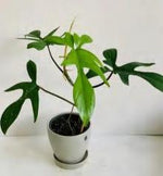 Philodendron Florida TC | Grower's Choice, Foshan Collection