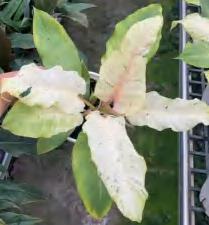 Philodendron Snowdrift TC | Grower's Choice, Foshan Collection