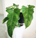 Philodendron Golden Dragon TC | Grower's Choice, Foshan Collection