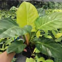 Philodendron Golden Melinonii TC | Grower's Choice, Foshan Collection