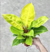 Philodendron 'Imperial Green'Golden Emperor TC | Grower's Choice, Foshan Collection