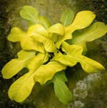Philodendron Golden Violin TC | Grower's Choice, Foshan Collection
