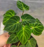 Philodendron Verrucosum Fantacy TC | Grower's Choice, Foshan Collection