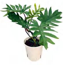 Philodendron Selloum K Koch TC | Grower's Choice, Foshan Collection