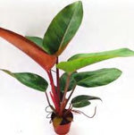 Philodendron Rojo Congo TC | Grower's Choice, Foshan Collection