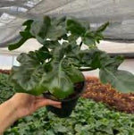 Philodendron Atom TC | Grower's Choice, Foshan Collection
