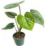Philodendron Sodiroi TC | Grower's Choice, Foshan Collection