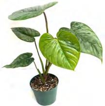 Philodendron Sodiroi TC | Grower's Choice, Foshan Collection
