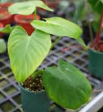 Philodendron Pittieri 'Green Princess' TC | Grower's Choice, Foshan Collection