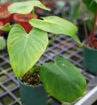 Philodendron Pittieri 'Green Princess' TC | Grower's Choice, Foshan Collection