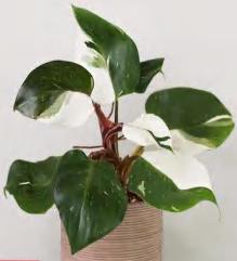 Philodendron White Knigh TC | Grower's Choice, Foshan Collection