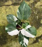 Philodendron White Wizard TC | Grower's Choice, Foshan Collection