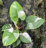 Philodendron White Princess TC | Grower's Choice, Foshan Collection
