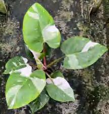 Philodendron White Princess TC | Grower's Choice, Foshan Collection