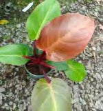 Philodendron Cherry Red TC | Grower's Choice, Foshan Collection