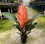 Philodendron Red Sun TC | Grower's Choice, Foshan Collection