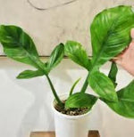 Philodendron Applanatum TC | Grower's Choice, Foshan Collection