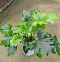 Philodendron Selloum 'Hope' Variegated TC | Grower's Choice, Foshan Collection