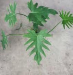 Philodendron Jufeng TC | Grower's Choice, Foshan Collection