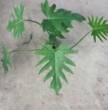 Philodendron Jufeng TC | Grower's Choice, Foshan Collection