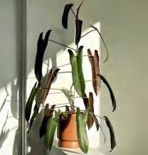 Philodendron Atabapoense G S Bunting TC | Grower's Choice, Foshan Collection