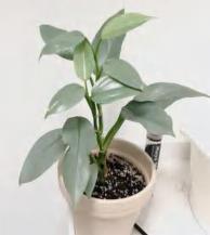 Philodendron Silver Sword Philodendron Hastatum TC | Grower's Choice, Foshan Collection