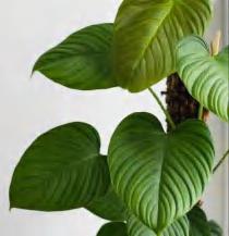 Philodendron Nangaritense TC | Grower's Choice, Foshan Collection