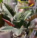 Philodendron Pluto TC | Grower's Choice, Foshan Collection
