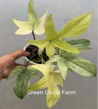 Philodendron 'Florida Ghost' TC | Grower's Choice, Foshan Collection