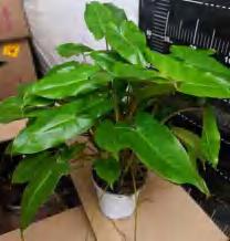 Philodendron Burle Marx TC | Grower's Choice, Foshan Collection