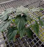 Philodendron 'Silver Cloud' TC | Grower's Choice, Foshan Collection
