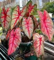 Caladium Radiation TC | Grower's Choice, Foshan Collection