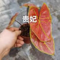 Caladium Imperial Concubine TC | Grower's Choice, Foshan Collection