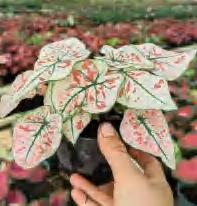 Caladium Snowflakes TC | Grower's Choice, Foshan Collection