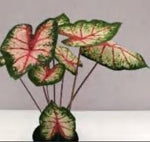 Caladium Apple Flower TC | Grower's Choice, Foshan Collection