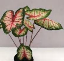Caladium Apple Flower TC | Grower's Choice, Foshan Collection