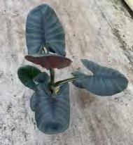 Alocasia 'Bisma' TC | Grower's Choice, Foshan Collection