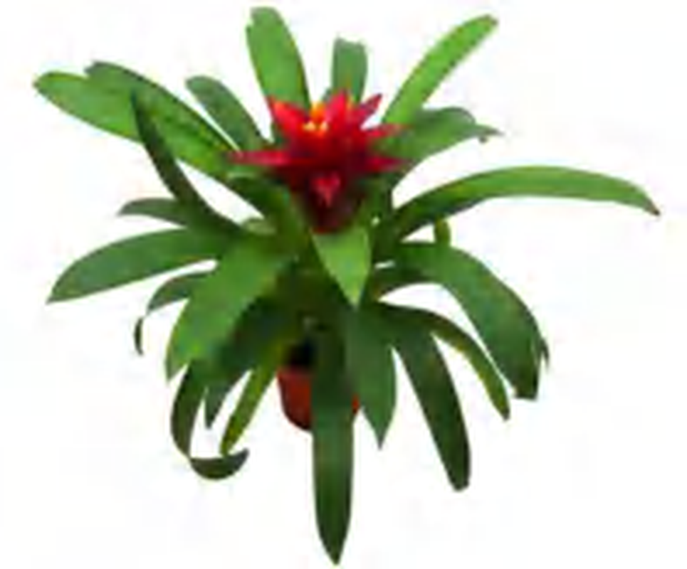 Stromanthe 'Brilliant Purples' TC | Grower's Choice, Foshan Collection