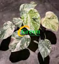 Monstera Cream Cheese TC | Grower's Choice, Foshan Collection