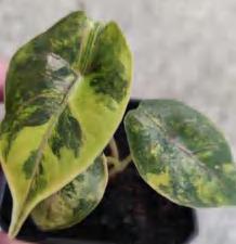 Alocasia Azlanii Aurea TC | Grower's Choice, Foshan Collection