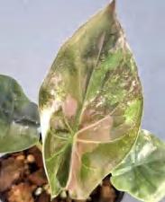 Alocasia Wentii Pink Variegated TC | Grower's Choice, Foshan Collection