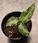 Alocasia Black Satun "Stardust" TC | Grower's Choice, Foshan Collection