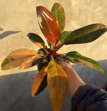 Philodendron Red Imperial Variegated TC | Grower's Choice, Foshan Collection