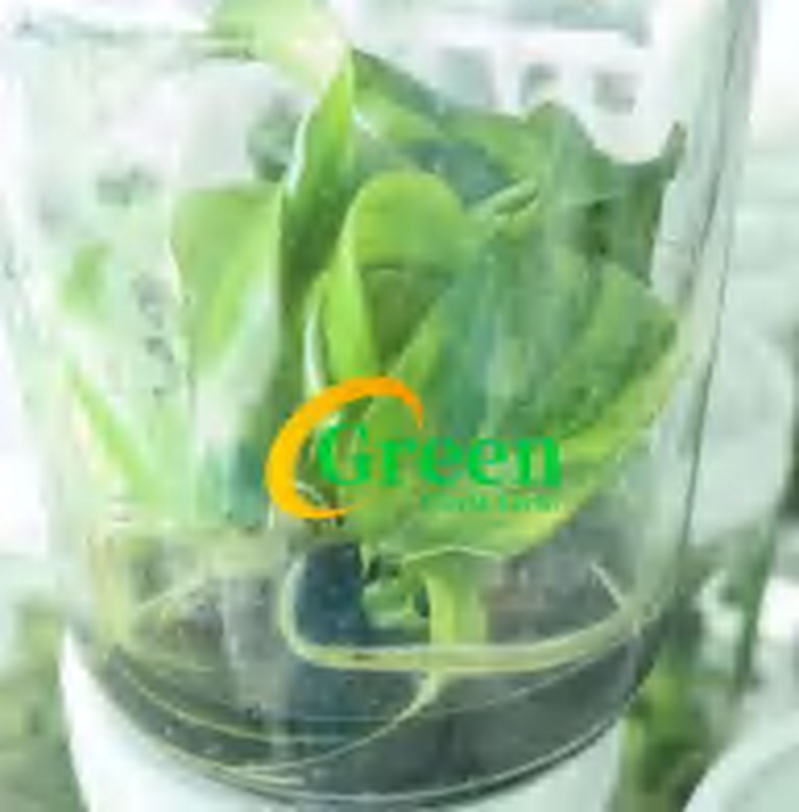 Philodendron Mayoi Aurea TC | Grower's Choice, Foshan Collection