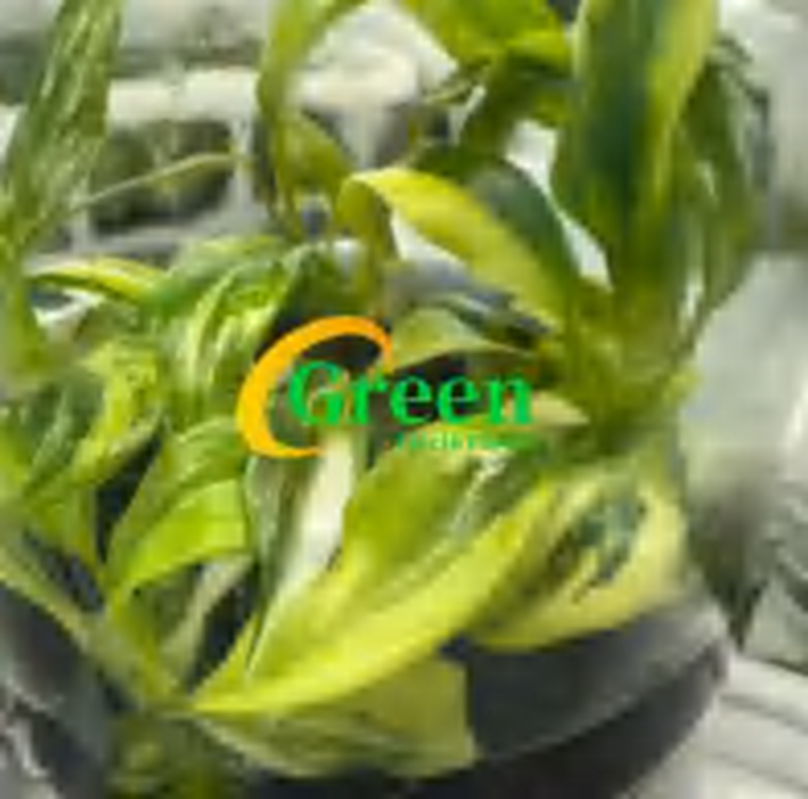 Philodendron White Princess Aurea Variegated TC | Grower's Choice, Foshan Collection
