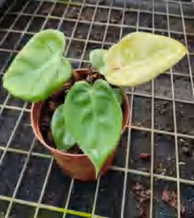 Philodendron Billietiae Croat Pastazanum Silver TC | Grower's Choice, Foshan Collection