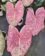 Caladium Ballet Slippers TC | Grower's Choice, Foshan Collection