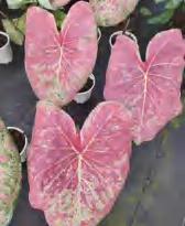 Caladium Ballet Slippers TC | Grower's Choice, Foshan Collection