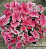 Caladium Thailand’S Light TC | Grower's Choice, Foshan Collection