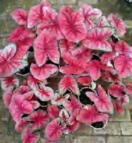 Caladium Thailand’S Light TC | Grower's Choice, Foshan Collection